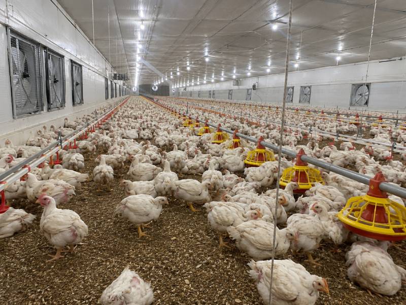 500,000-Bird Poultry Farm waste management